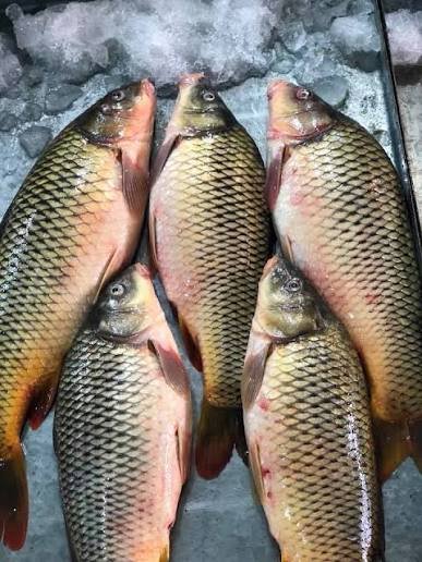 سمك سمتي حي